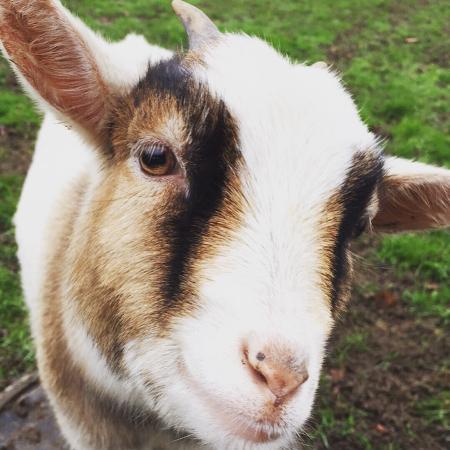 goatface