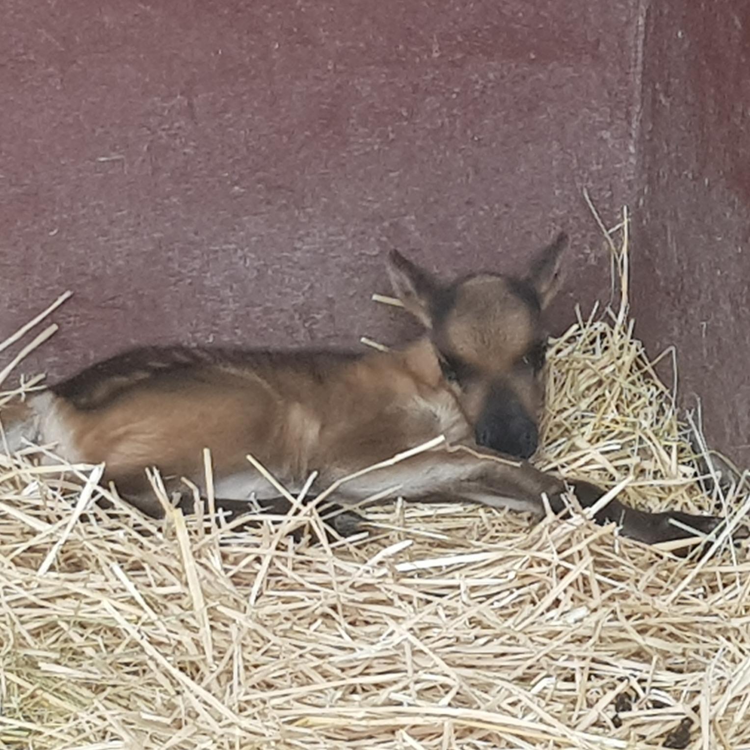 reindeer